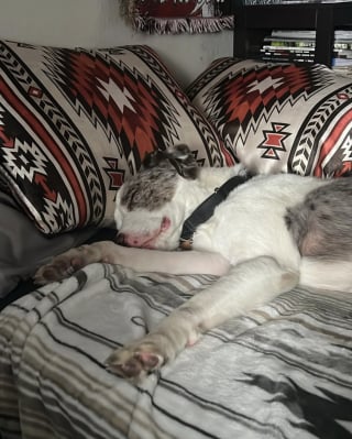 Illustration de l'article : Apr&egrave;s avoir &eacute;t&eacute; laiss&eacute; seul et attach&eacute; &agrave; un arbre, ce chien rencontre enfin des humains capables de l&rsquo;aimer