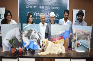 Illustration de l'article : Face &agrave; une infection qui d&eacute;truisait sa peau, ce chien re&ccedil;oit un soin in&eacute;dit qui lui offre une seconde vie