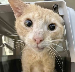 Illustration de l'article : Malgré le manque de places, un refuge refuse de fermer les yeux sur un chat errant rongé par la gale et lui offre une chance de s'en sortir