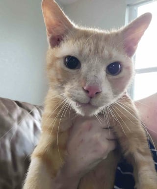 Illustration de l'article : Malgré le manque de places, un refuge refuse de fermer les yeux sur un chat errant rongé par la gale et lui offre une chance de s'en sortir