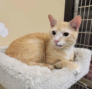 Illustration de l'article : Malgré le manque de places, un refuge refuse de fermer les yeux sur un chat errant rongé par la gale et lui offre une chance de s'en sortir