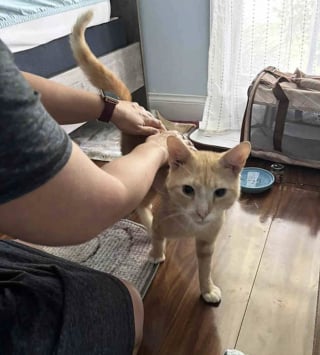 Illustration de l'article : Malgré le manque de places, un refuge refuse de fermer les yeux sur un chat errant rongé par la gale et lui offre une chance de s'en sortir