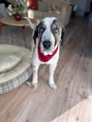 Illustration de l'article : &laquo; Il n'&eacute;tait plus qu'un squelette &raquo;, un chien d&eacute;figur&eacute; par la gale et maigre entame une transformation magnifique gr&acirc;ce &agrave; une aide inattendue (vid&eacute;o)