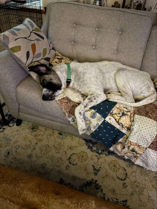 Illustration de l'article : &laquo; Il n'&eacute;tait plus qu'un squelette &raquo;, un chien d&eacute;figur&eacute; par la gale et maigre entame une transformation magnifique gr&acirc;ce &agrave; une aide inattendue (vid&eacute;o)