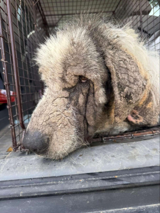 Illustration de l'article : &laquo; Il n'&eacute;tait plus qu'un squelette &raquo;, un chien d&eacute;figur&eacute; par la gale et maigre entame une transformation magnifique gr&acirc;ce &agrave; une aide inattendue (vid&eacute;o)