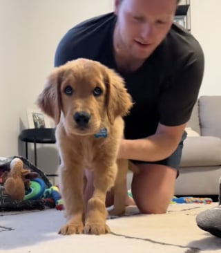 Illustration de l'article : Paralys&eacute; des pattes arri&egrave;re d&egrave;s son plus jeune &acirc;ge, un chiot retrouve sa mobilit&eacute; gr&acirc;ce au soutien in&eacute;branlable de sa famille (vid&eacute;o)