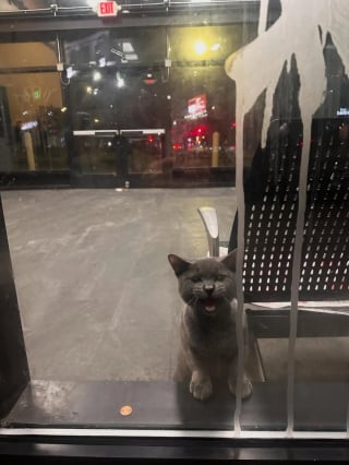 Illustration de l'article : La nuit tombée, un jeune chat se retrouve enfermé dans un dépôt de bus et attend désespérément ses sauveurs