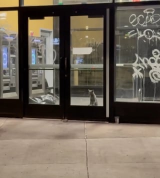 Illustration de l'article : La nuit tombée, un jeune chat se retrouve enfermé dans un dépôt de bus et attend désespérément ses sauveurs