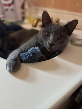 Illustration de l'article : La nuit tombée, un jeune chat se retrouve enfermé dans un dépôt de bus et attend désespérément ses sauveurs