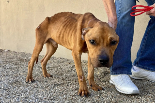 Illustration de l'article : &laquo; Il ne pesait que 9,5 kg &raquo;, ce chien errant sauv&eacute; entame une reconstruction inesp&eacute;r&eacute;e