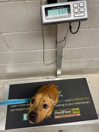 Illustration de l'article : &laquo; Il ne pesait que 9,5 kg &raquo;, ce chien errant sauv&eacute; entame une reconstruction inesp&eacute;r&eacute;e