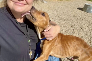 Illustration de l'article : &laquo; Il ne pesait que 9,5 kg &raquo;, ce chien errant sauv&eacute; entame une reconstruction inesp&eacute;r&eacute;e