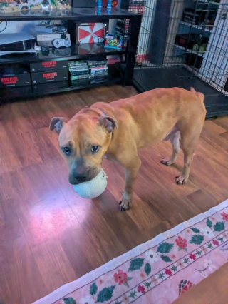 Illustration de l'article : &laquo; Il ne pesait que 9,5 kg &raquo;, ce chien errant sauv&eacute; entame une reconstruction inesp&eacute;r&eacute;e