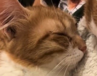 Illustration de l'article : Tomb&eacute;s amoureux d'une chatte de refuge, ils l'adoptent et reconstituent sa petite famille (vid&eacute;o)