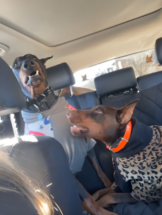 Illustration de l'article : Les irr&eacute;sistibles chamailleries de ces 2 Dobermanns sur la banquette arri&egrave;re rappellent celles d&rsquo;enfants pendant un trajet en voiture (vid&eacute;o)