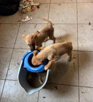 Illustration de l'article : "Ils vivaient dans des conditions particuli&egrave;rement d&eacute;plorables", 8 chiens dont une m&egrave;re et ses chiots d&eacute;nutris voient enfin le bout du tunnel