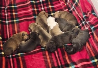 Illustration de l'article : La police venue enqu&ecirc;ter sur une affaire de stup&eacute;fiants d&eacute;couvre 18 chiens d&eacute;tenus dans des cages insalubres et impatients d'&ecirc;tre lib&eacute;r&eacute;s 