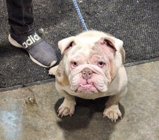 Illustration de l'article : La police venue enqu&ecirc;ter sur une affaire de stup&eacute;fiants d&eacute;couvre 18 chiens d&eacute;tenus dans des cages insalubres et impatients d'&ecirc;tre lib&eacute;r&eacute;s 