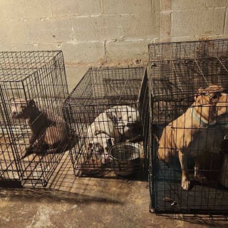 Illustration de l'article : La police venue enqu&ecirc;ter sur une affaire de stup&eacute;fiants d&eacute;couvre 18 chiens d&eacute;tenus dans des cages insalubres et impatients d'&ecirc;tre lib&eacute;r&eacute;s 