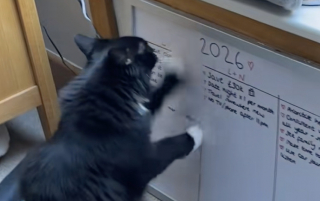 Illustration de l'article : Ne supportant pas les résolutions de sa maîtresse pour 2026, ce chat décide de leur donner une toute nouvelle direction (vidéo)