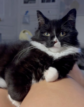 Illustration de l'article : Ne supportant pas les résolutions de sa maîtresse pour 2026, ce chat décide de leur donner une toute nouvelle direction (vidéo)