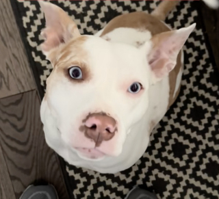 Illustration de l'article : Une Pitbull sourde accueille sa petite sœur humaine avec amour et devient instantanément sa maman de cœur (vidéo)