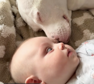Illustration de l'article : Une Pitbull sourde accueille sa petite sœur humaine avec amour et devient instantanément sa maman de cœur (vidéo)