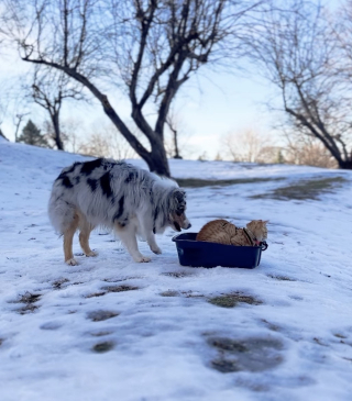 Illustration de l'article : &laquo; Je viens de regarder &ccedil;a au moins 5 fois &raquo;, un chien emm&egrave;ne son fr&egrave;re chat faire de la luge dans sa liti&egrave;re (vid&eacute;o)