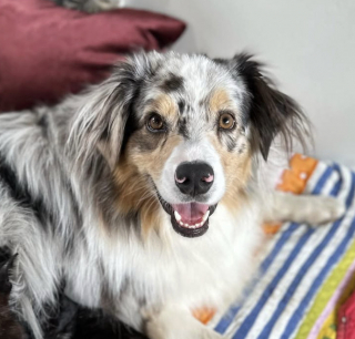 Illustration de l'article : &laquo; Je viens de regarder &ccedil;a au moins 5 fois &raquo;, un chien emm&egrave;ne son fr&egrave;re chat faire de la luge dans sa liti&egrave;re (vid&eacute;o)