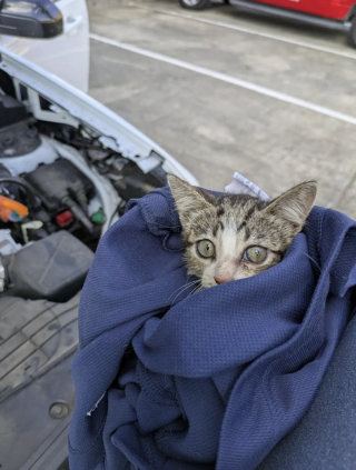 Illustration de l'article : En route pour voir des amis, il bifurque en apercevant un chaton en détresse au bord de la route