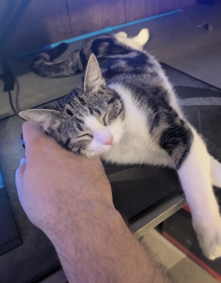 Illustration de l'article : En route pour voir des amis, il bifurque en apercevant un chaton en détresse au bord de la route