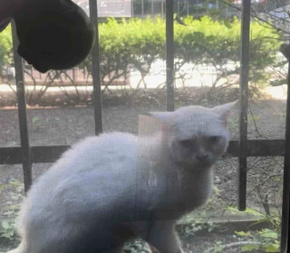 Illustration de l'article : Terrifié par les humains au point de vouloir les mordre, un chat errant et sourd change radicalement de comportement une fois en sécurité