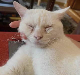 Illustration de l'article : Terrifié par les humains au point de vouloir les mordre, un chat errant et sourd change radicalement de comportement une fois en sécurité