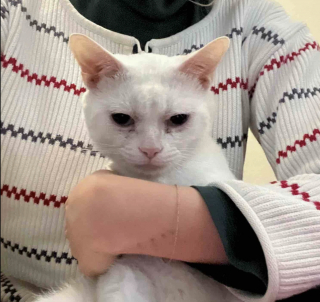 Illustration de l'article : Terrifié par les humains au point de vouloir les mordre, un chat errant et sourd change radicalement de comportement une fois en sécurité