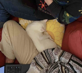 Illustration de l'article : Terrifié par les humains au point de vouloir les mordre, un chat errant et sourd change radicalement de comportement une fois en sécurité