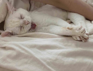 Illustration de l'article : Terrifié par les humains au point de vouloir les mordre, un chat errant et sourd change radicalement de comportement une fois en sécurité