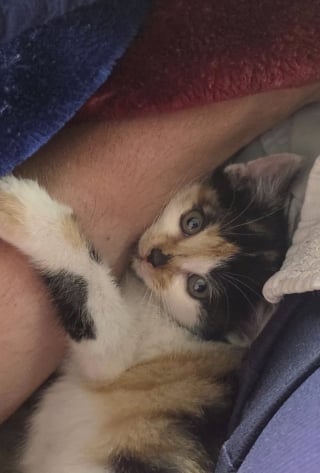 Illustration de l'article : Un cycliste sauve un chaton recroquevill&eacute; sur le bord de la route, et comprend qu'il ne pourra jamais s'en s&eacute;parer (vid&eacute;o)