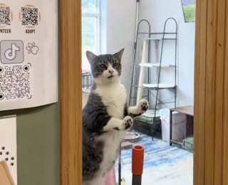 Illustration de l'article : Apr&egrave;s 550 jours au refuge, cette chatte qui n'int&eacute;ressait personne &agrave; cause de son oeil voil&eacute; re&ccedil;oit une nouvelle qui change sa vie (vid&eacute;o)