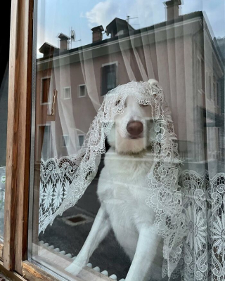 Illustration de l'article : 15 chiens qui espionnent le quartier par la fen&ecirc;tre comme de vraies comm&egrave;res 