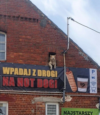 Illustration de l'article : 15 chiens qui espionnent le quartier par la fen&ecirc;tre comme de vraies comm&egrave;res 