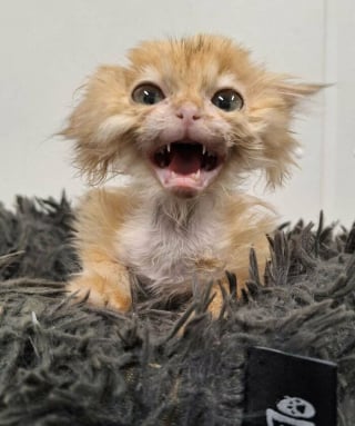 Illustration de l'article : 14 photos qui prouvent que les chats sont des &ecirc;tres surnaturels