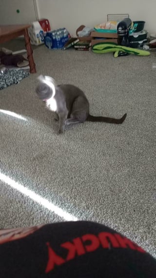 Illustration de l'article : 14 photos qui prouvent que les chats sont des &ecirc;tres surnaturels