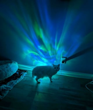 Illustration de l'article : 14 photos qui prouvent que les chats sont des &ecirc;tres surnaturels