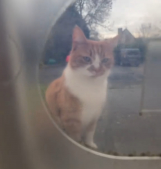 Illustration de l'article : Ayant emm&eacute;nag&eacute; depuis peu, ils re&ccedil;oivent un accueil chaleureux peu commun de la part du chat des voisins (vid&eacute;o)