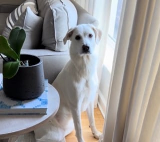 Illustration de l'article : Tous les soirs, l'adorable rituel de cette chienne pointilleuse en mati&egrave;re de jouets attendrit sa famille (vid&eacute;o)