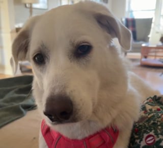 Illustration de l'article : Tous les soirs, l'adorable rituel de cette chienne pointilleuse en mati&egrave;re de jouets attendrit sa famille (vid&eacute;o)