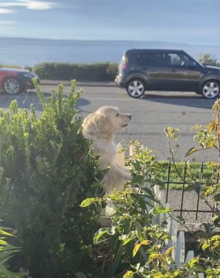 Illustration de l'article : &laquo; Cela ressemble au d&eacute;but d&rsquo;un film &raquo;, 2 chiens emm&eacute;nagent dans un nouveau quartier et attirent l'attention de leur voisine canine (vid&eacute;o)