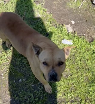 Illustration de l'article : Effray&eacute;e apr&egrave;s son abandon, une chienne avec des cro&ucirc;tes sur le corps exprime sa reconnaissance envers ses sauveurs et red&eacute;couvre les c&acirc;lins