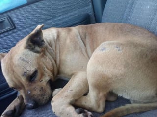 Illustration de l'article : Effray&eacute;e apr&egrave;s son abandon, une chienne avec des cro&ucirc;tes sur le corps exprime sa reconnaissance envers ses sauveurs et red&eacute;couvre les c&acirc;lins