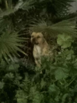 Illustration de l'article : Effray&eacute;e apr&egrave;s son abandon, une chienne avec des cro&ucirc;tes sur le corps exprime sa reconnaissance envers ses sauveurs et red&eacute;couvre les c&acirc;lins